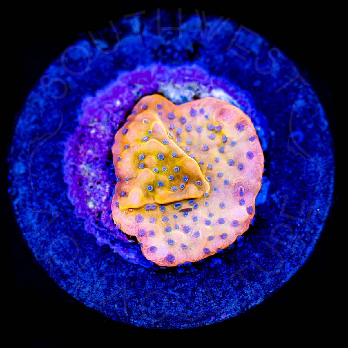 Beach Bum Montipora - WYSIWYG