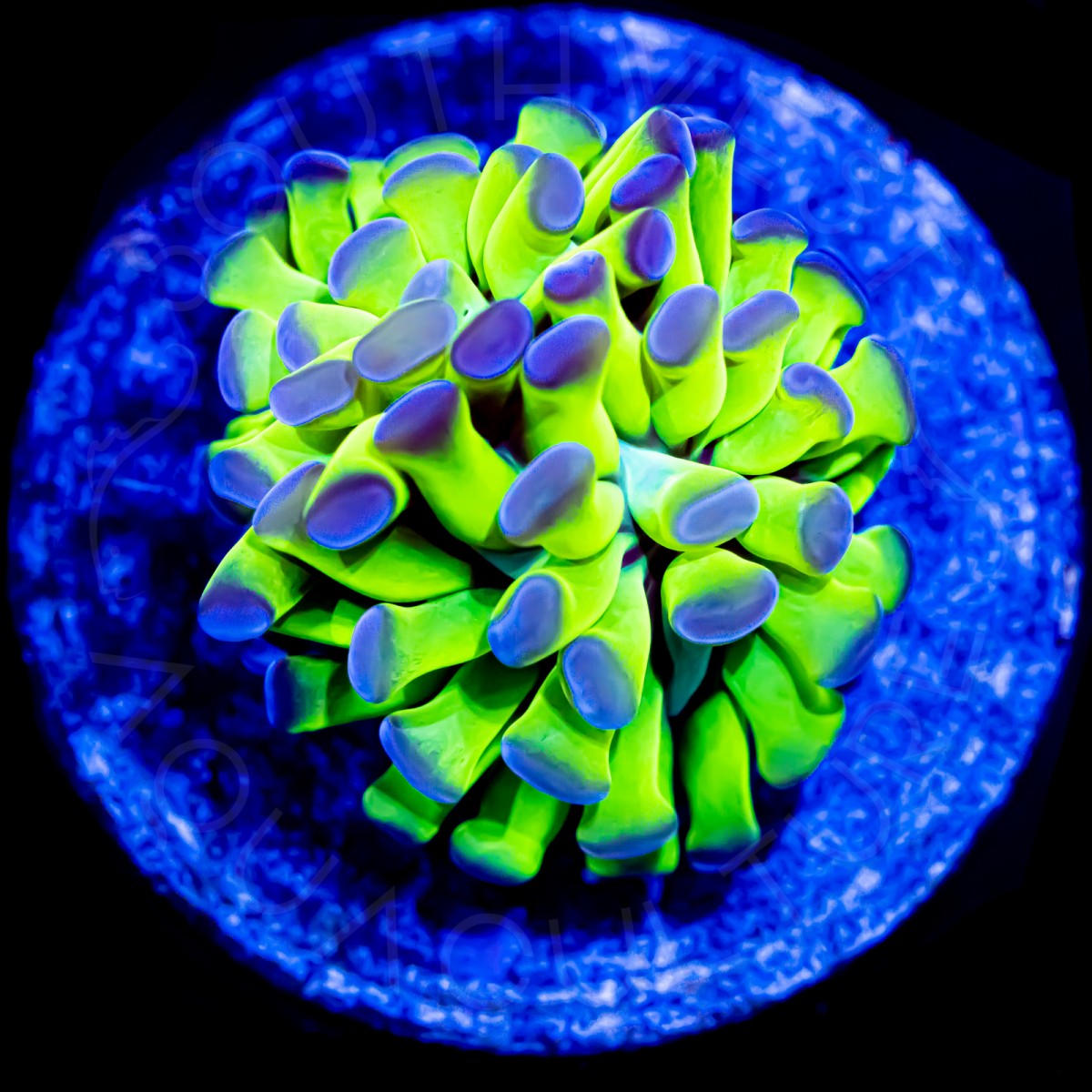 Indo Purple Tip Hammer - WYSIWYG