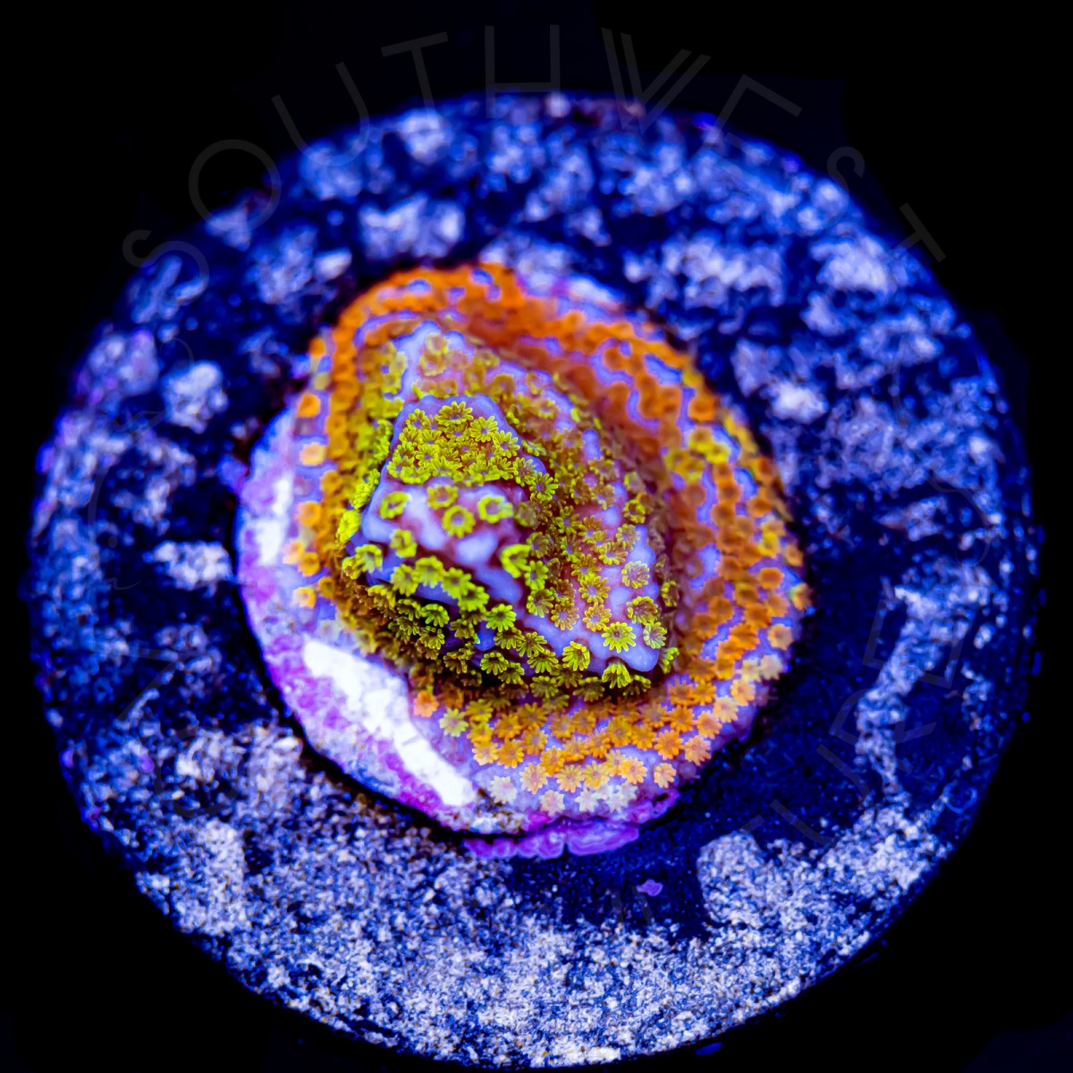 Rainbow Montipora - WYSIWYG