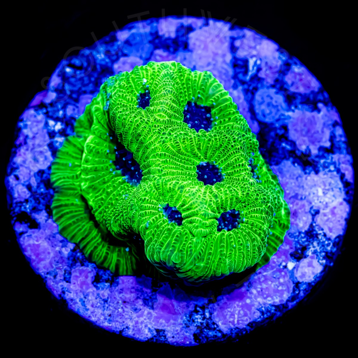 Purple Nurple Favia - WYSIWYG