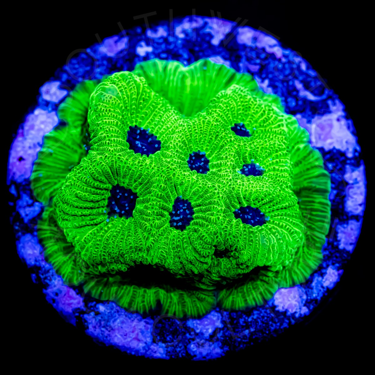 Purple Nurple Favia - WYSIWYG