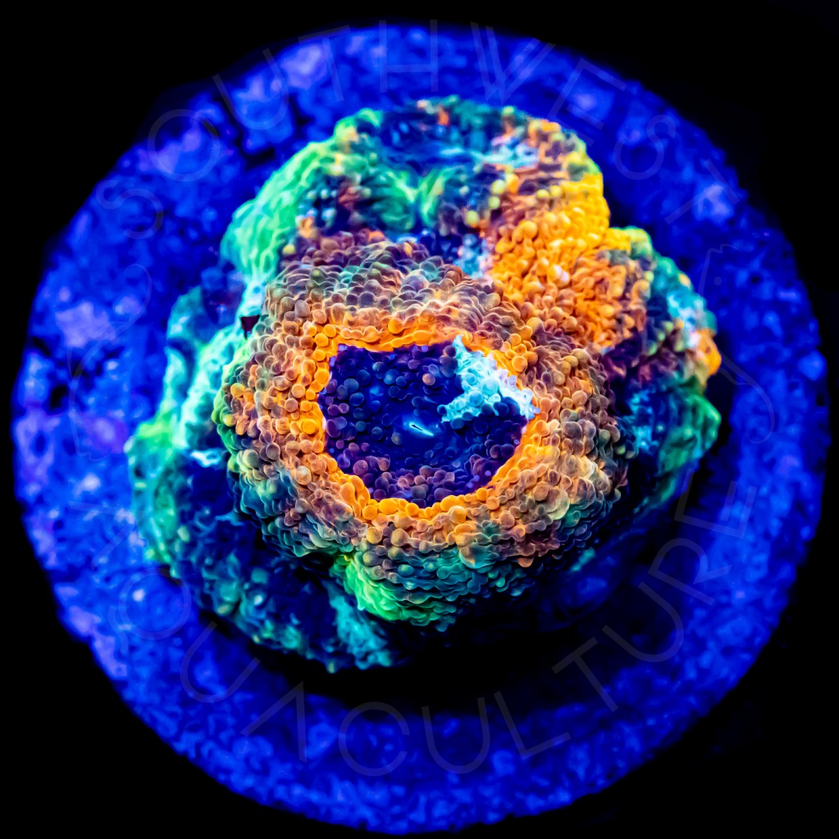 Dark Matter Echinata - WYSIWYG