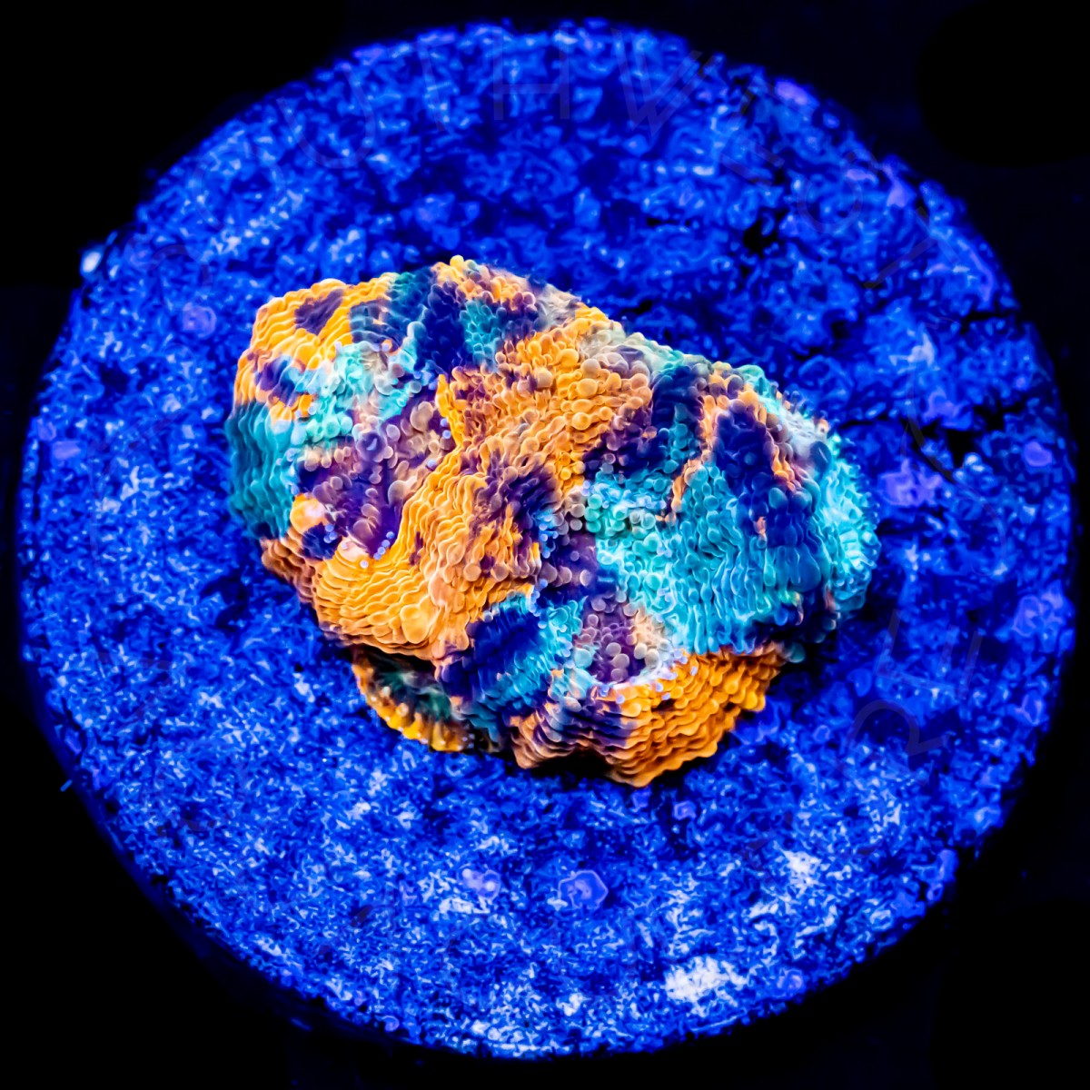 Solar Eclipse Echinata - WYSIWYG Solar Eclipse Echinata - WYSIWYG