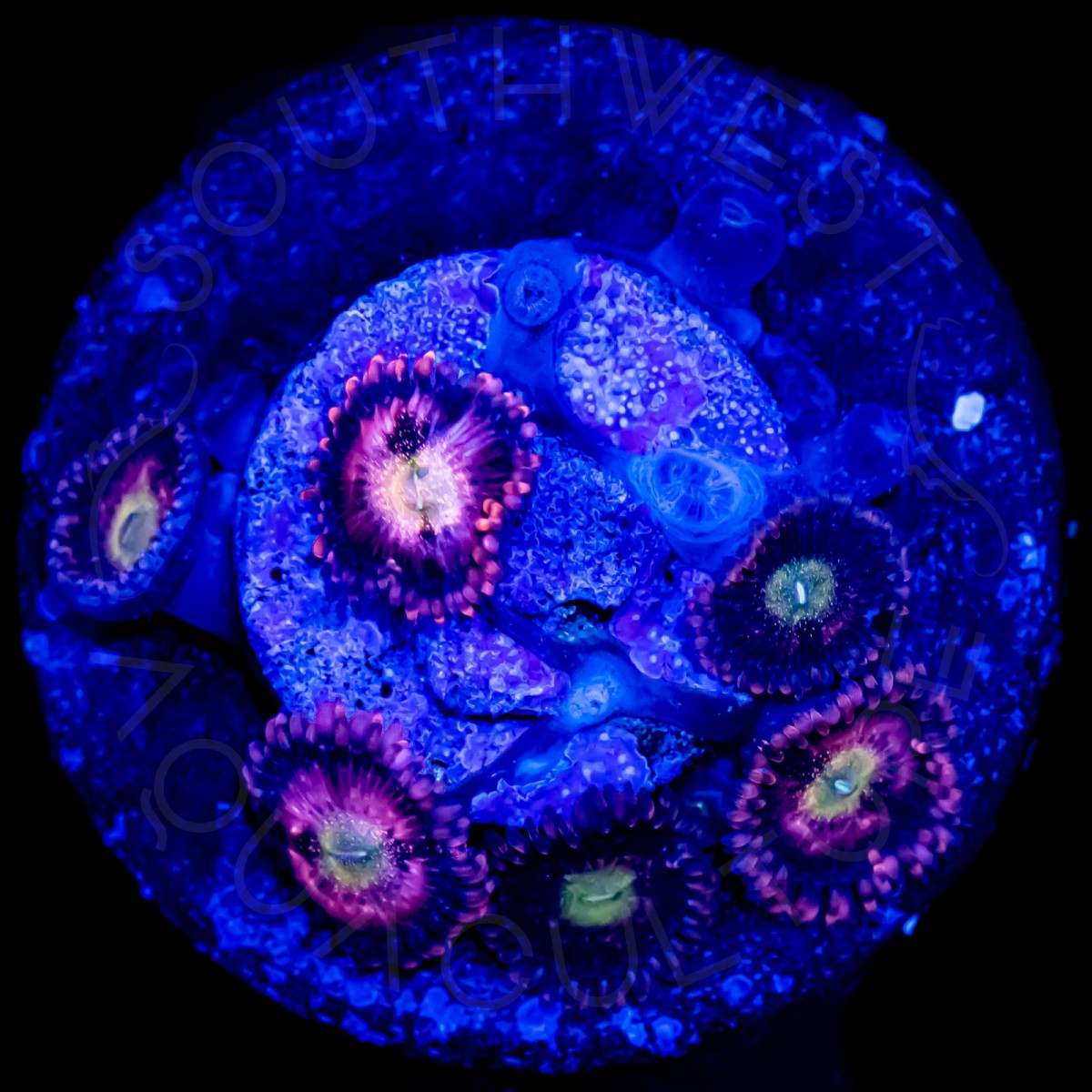 Halle Berry Zoanthids - WYSIWYG