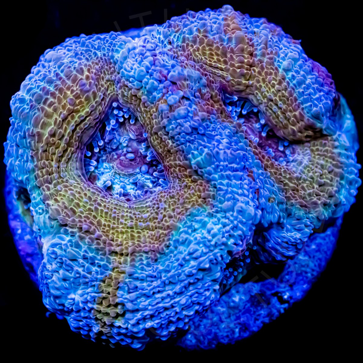 Space Jam Bowerbanki - WYSIWYG