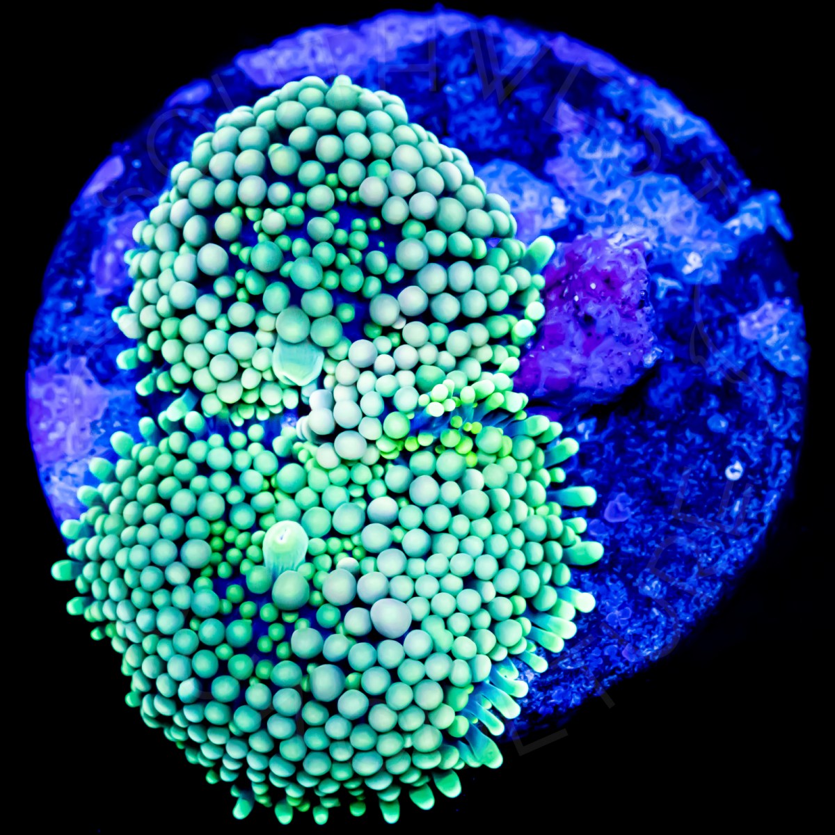 Ultra Ricordea Florida - WYSIWYG