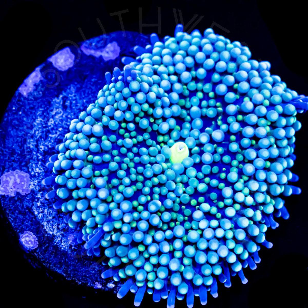 Blue Ricordea Florida - WYSIWYG