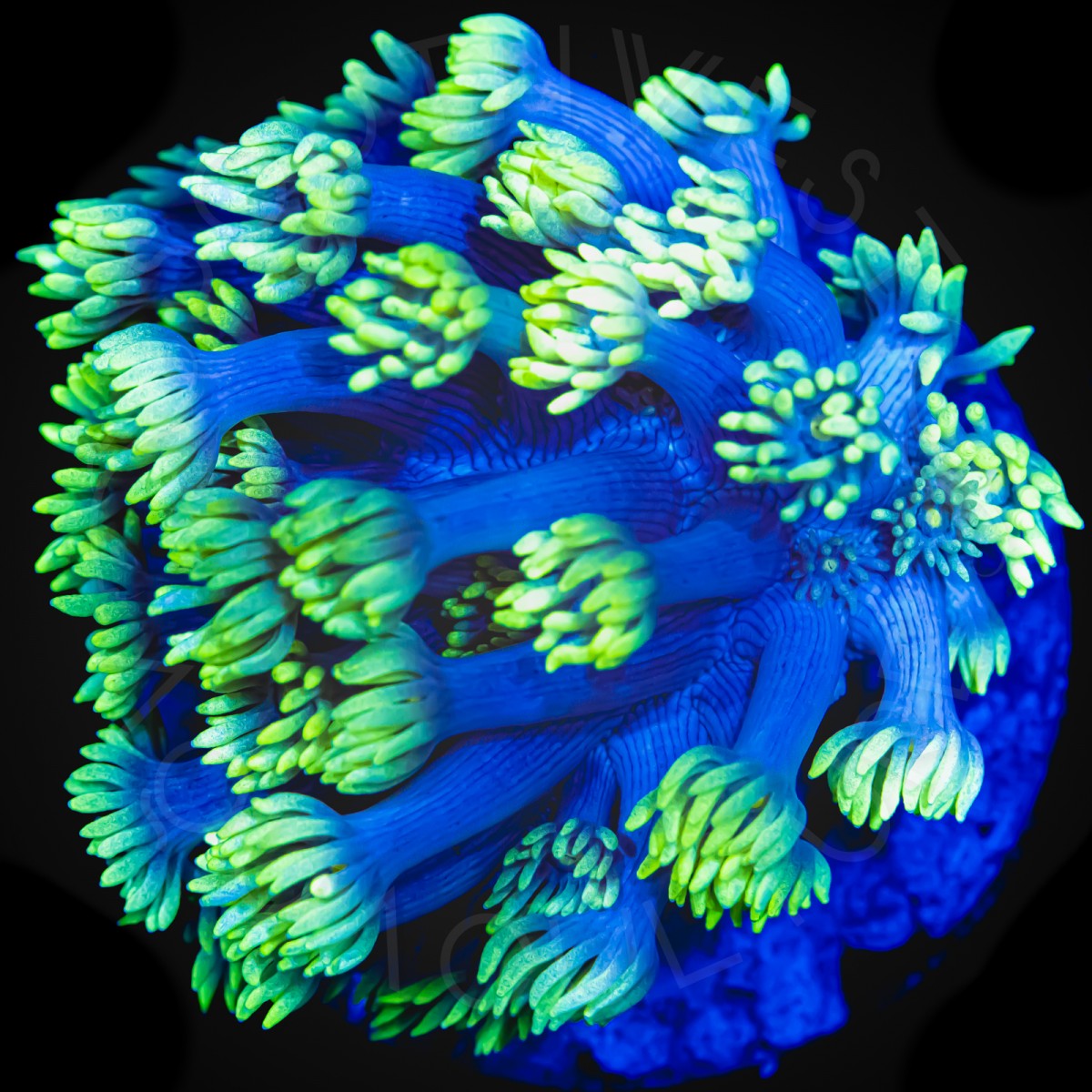 Highlighter Goniopora - WYSIWYG