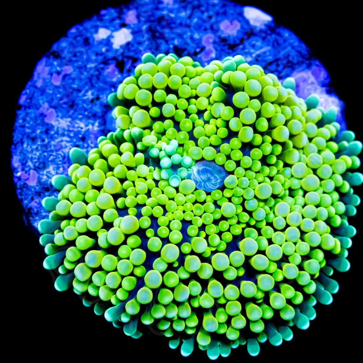 Ultra Neon Ricordea - WYSIWYG