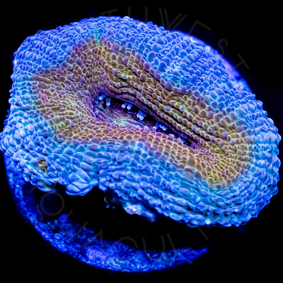 Space Jam Bowerbanki - WYSIWYG Space Jam Bowerbanki - WYSIWYG