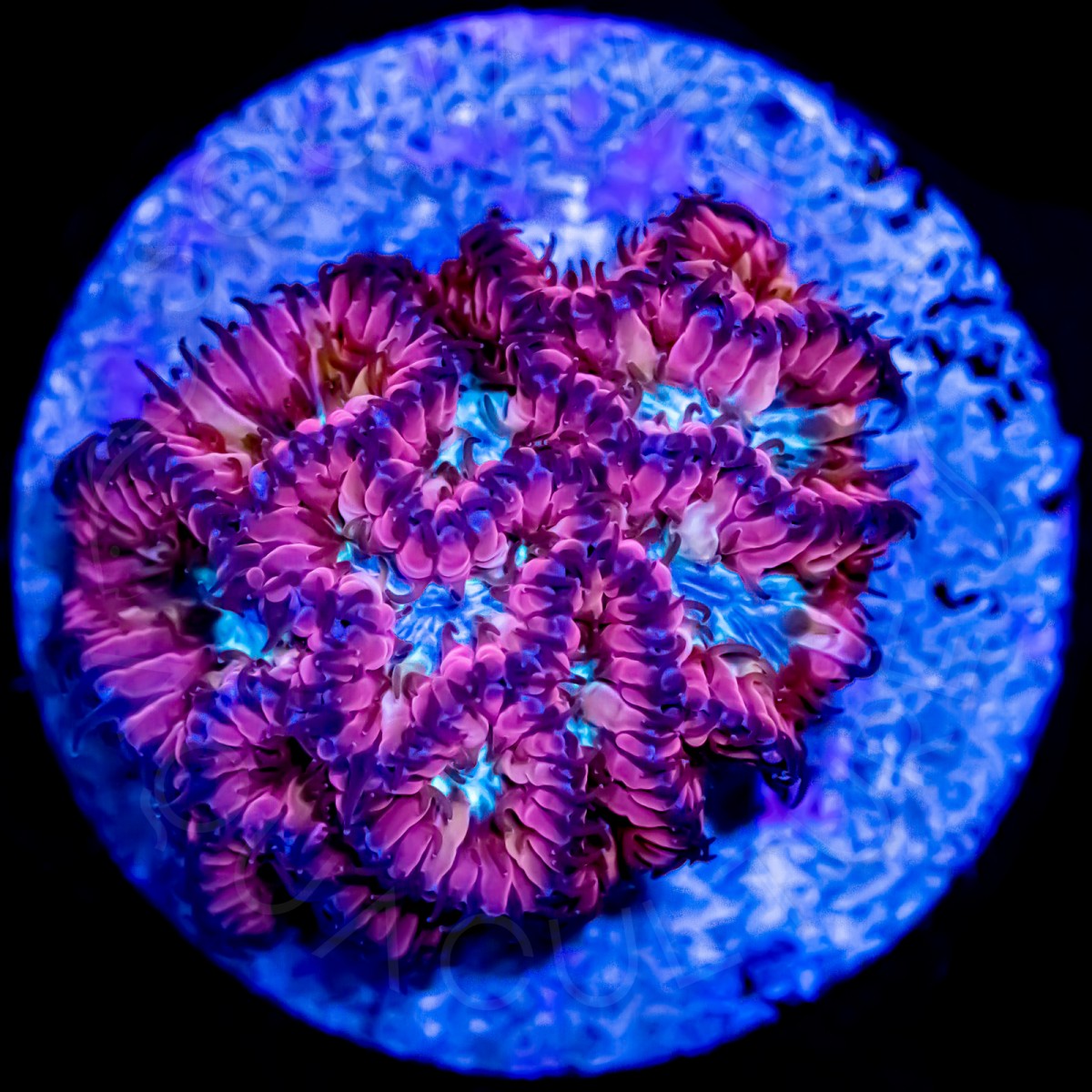 Blue Raven Blasto - WYSIWYG