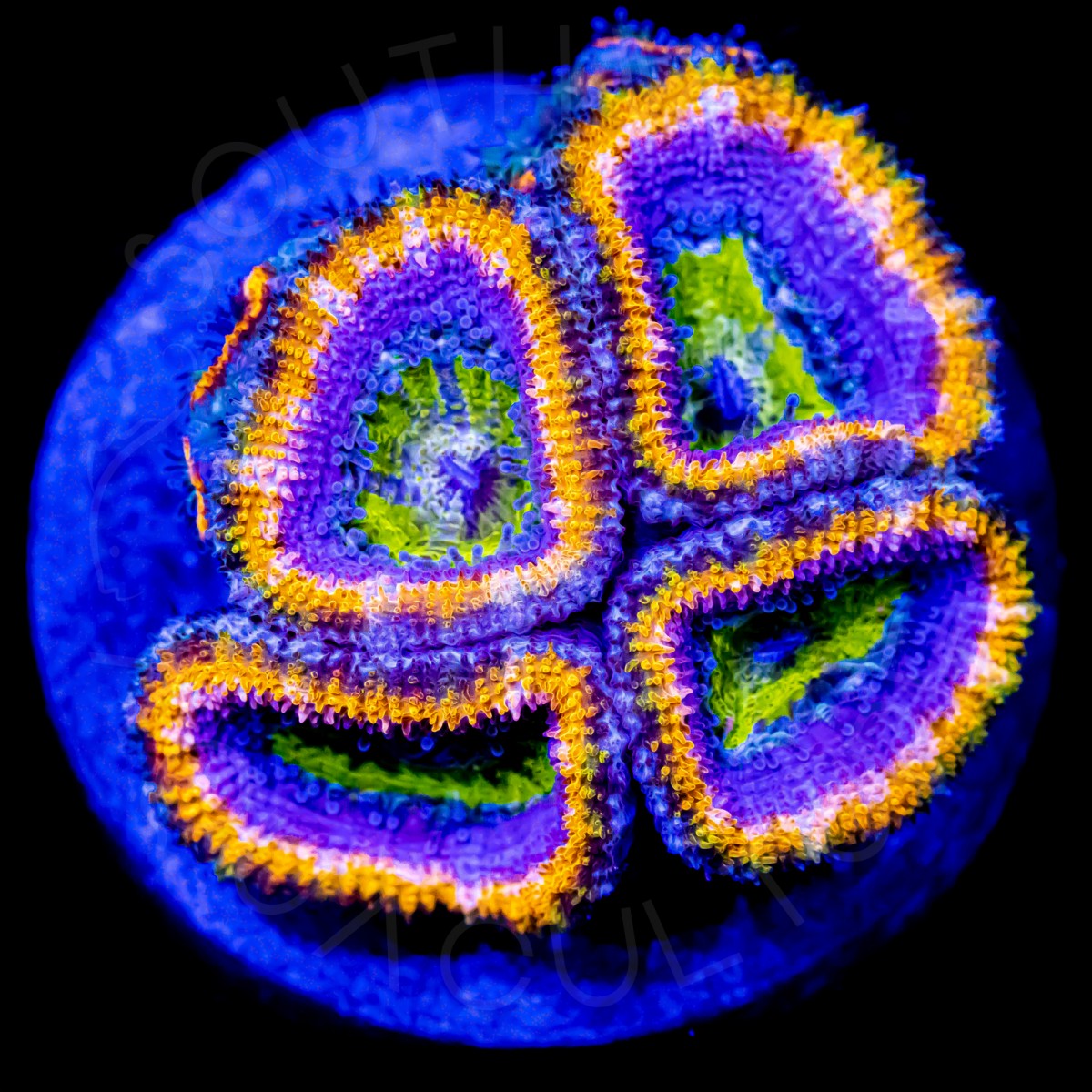 Laker Lords - WYSIWYG