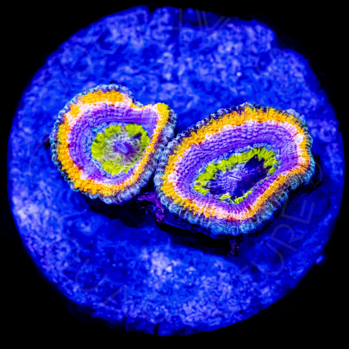 Laker Lords - WYSIWYG