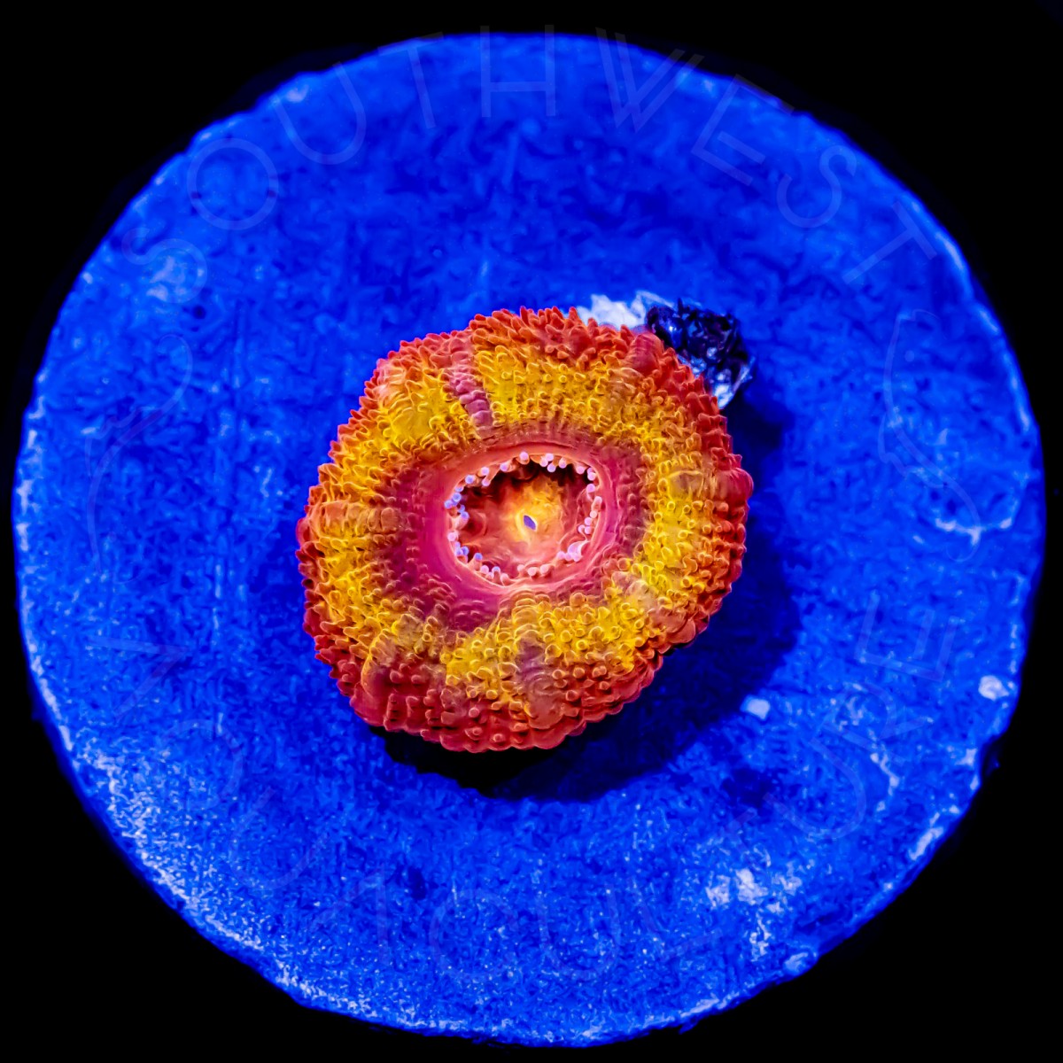 Iron Man Aussie Lord - WYSIWYG