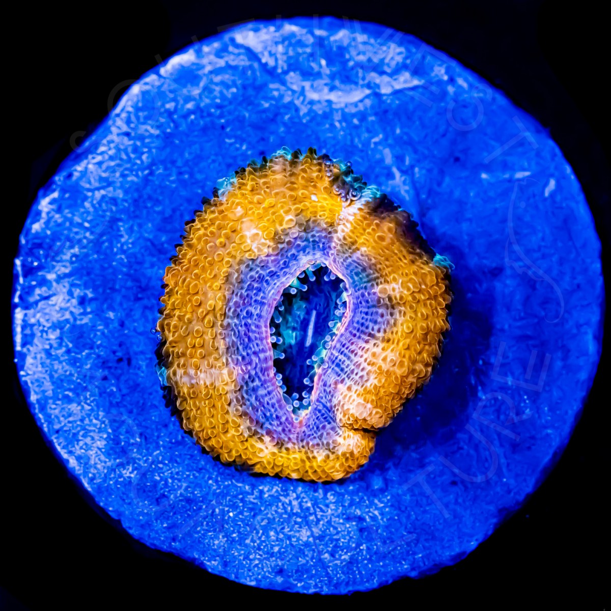 Grape Bananas Lord - WYSIWYG