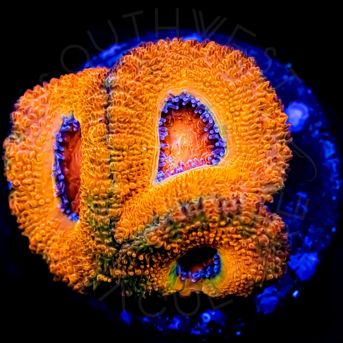 Unique Aussie Lord - WYSIWYG