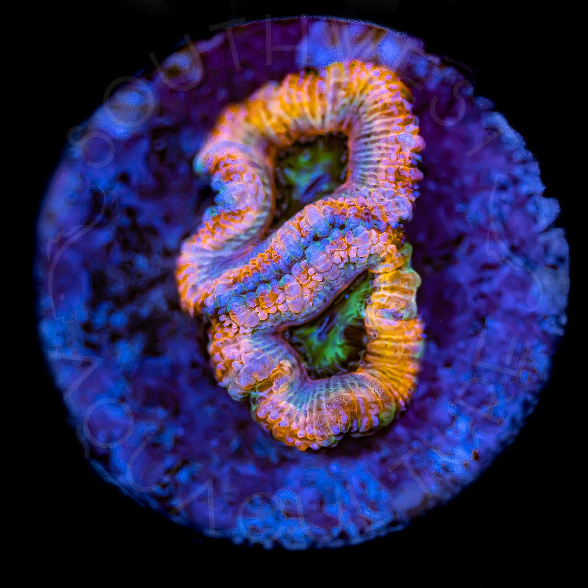 Rainbow Explosion Micromussa - WYSIWYG Rainbow Explosion Micromussa - WYSIWYG