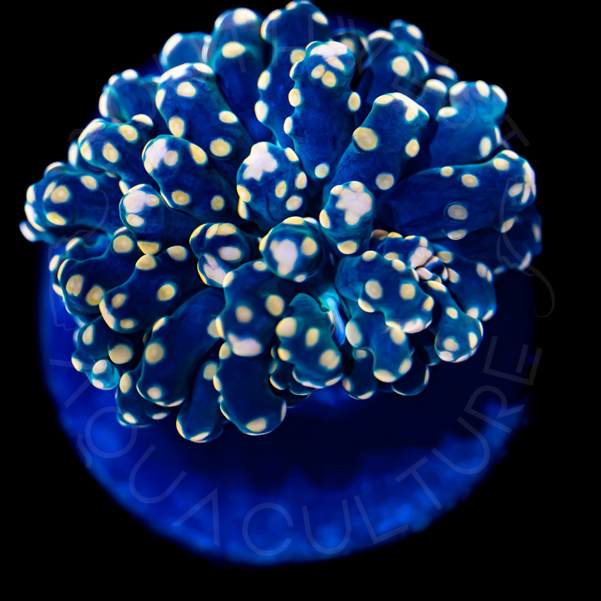 Orange Tip Frammer - WYSIWYG