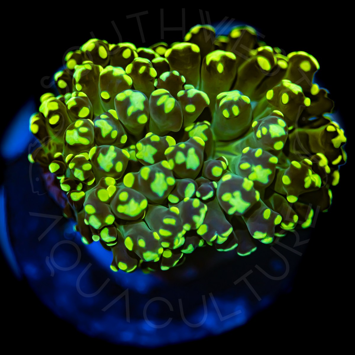 Neon Tip Frammer - WYSIWYG Neon Tip Frammer - WYSIWYG