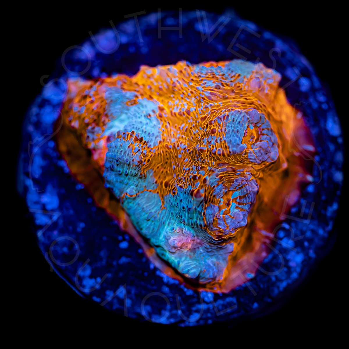 Agent Orange Chalice - WYSIWYG