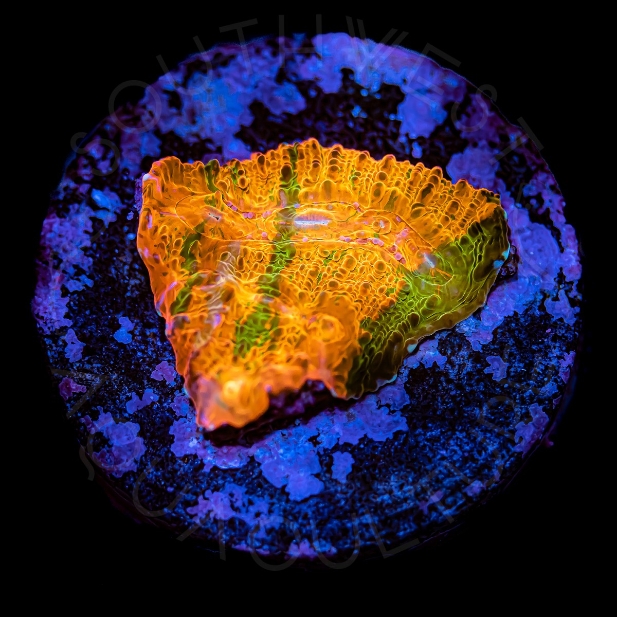 Rainbow Chalice - WYSIWYG Rainbow Chalice - WYSIWYG