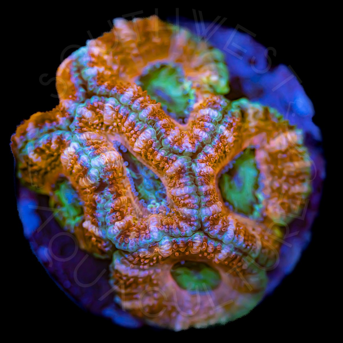 Ultra Micromussa - WYSIWYG Ultra Micromussa - WYSIWYG