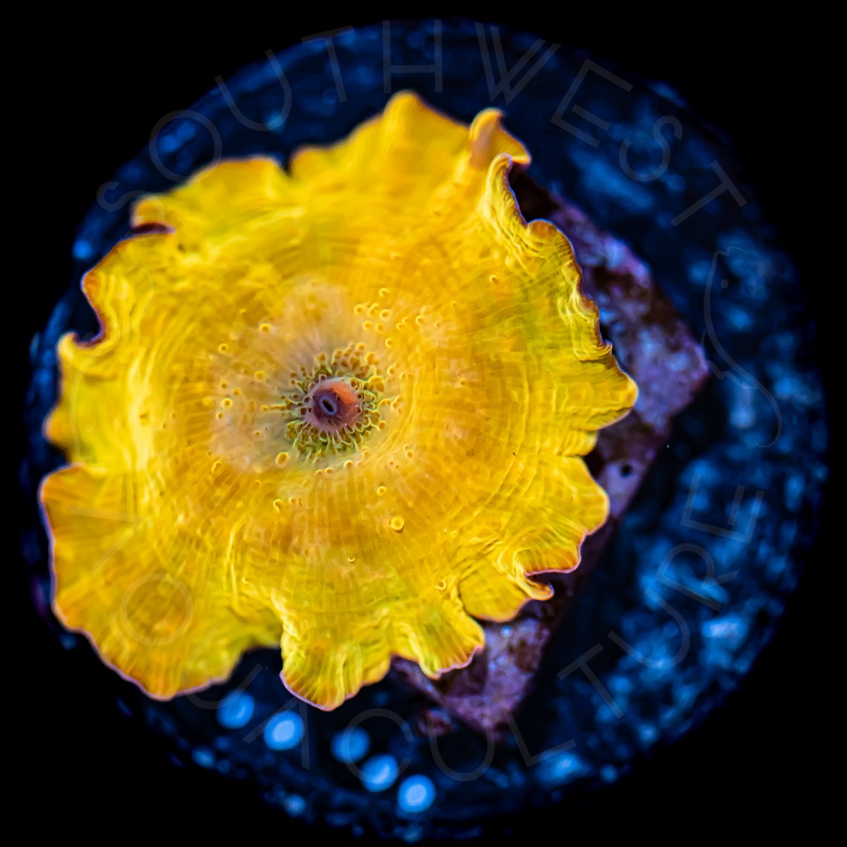 Iron Man Shroom - WYSIWYG Iron Man Shroom - WYSIWYG