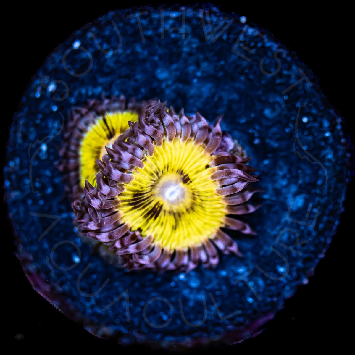 Pink Chiquita Zoanthid - WYSIWYG Pink Chiquita Zoanthid - WYSIWYG