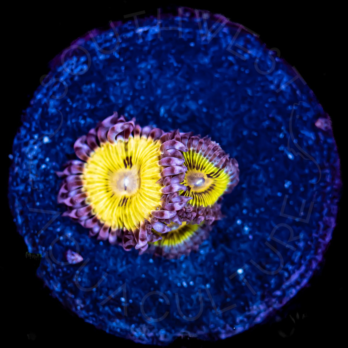 Pink Chiquita Zoanthid - WYSIWYG Pink Chiquita Zoanthid - WYSIWYG