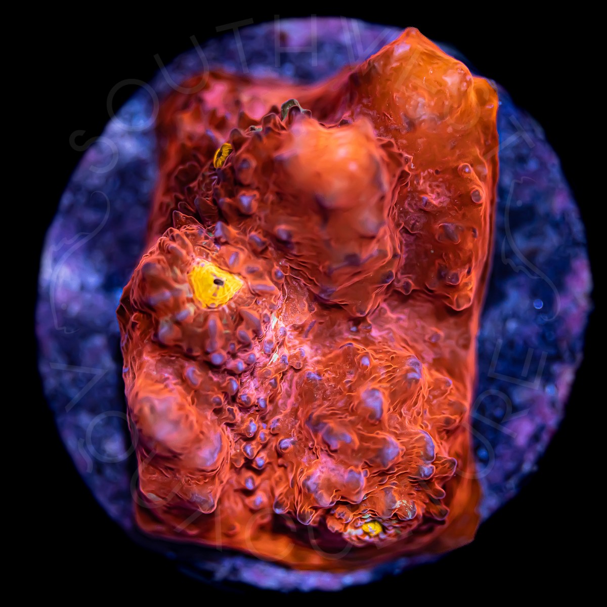 Afterglow Chalice - WYSIWYG Afterglow Chalice - WYSIWYG