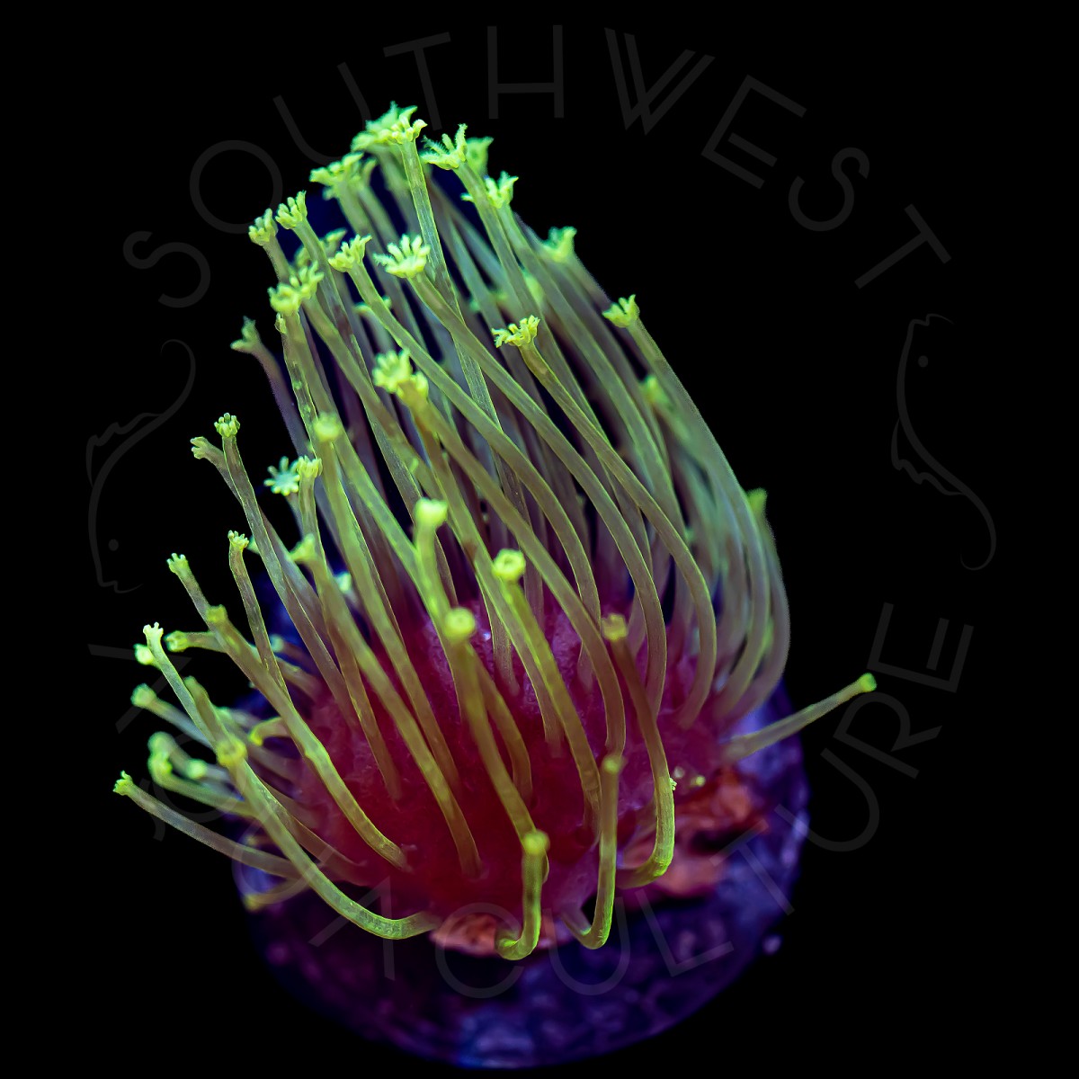 Weeping Willow Leather - WYSIWYG Weeping Willow Leather - WYSIWYG