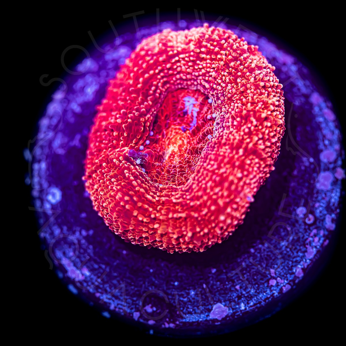 Red Bowerbanki - WYSIWYG Red Bowerbanki - WYSIWYG