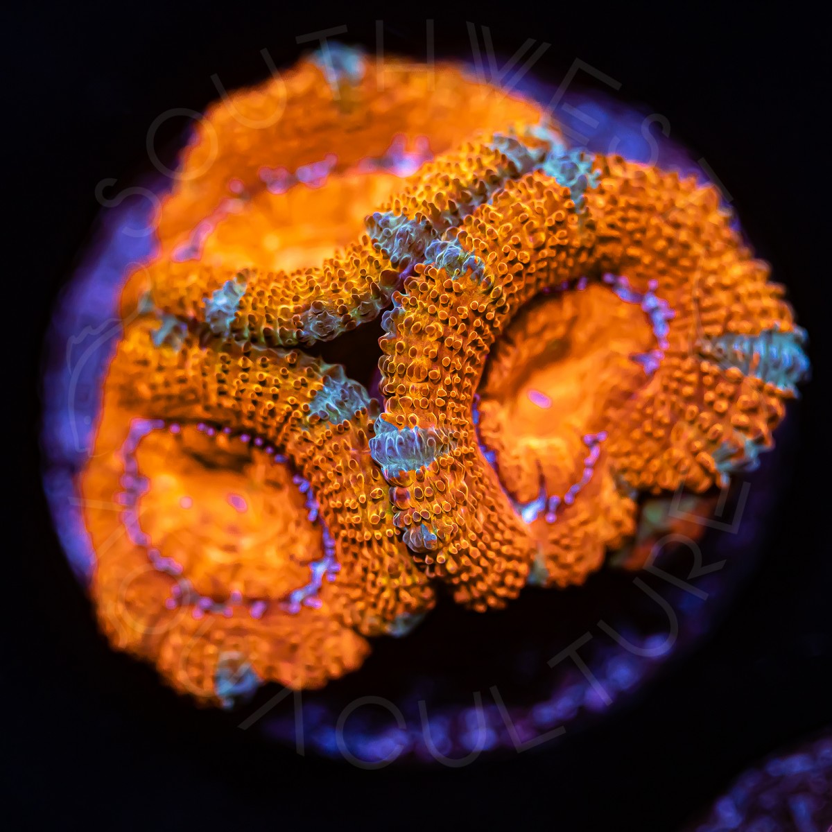 Ultra Micromussa - WYSIWYG Ultra Micromussa - WYSIWYG