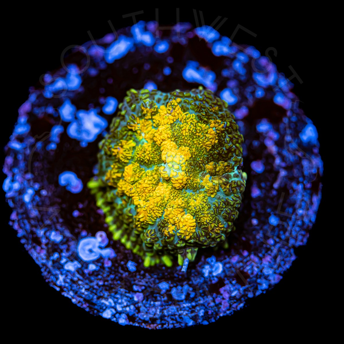 Golden Rhodactis - WYSIWYG Golden Rhodactis - WYSIWYG