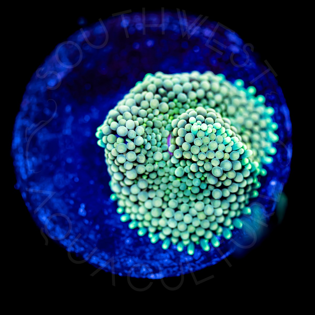 Mint Ricordea Florida - WYSIWYG Mint Ricordea Florida - WYSIWYG