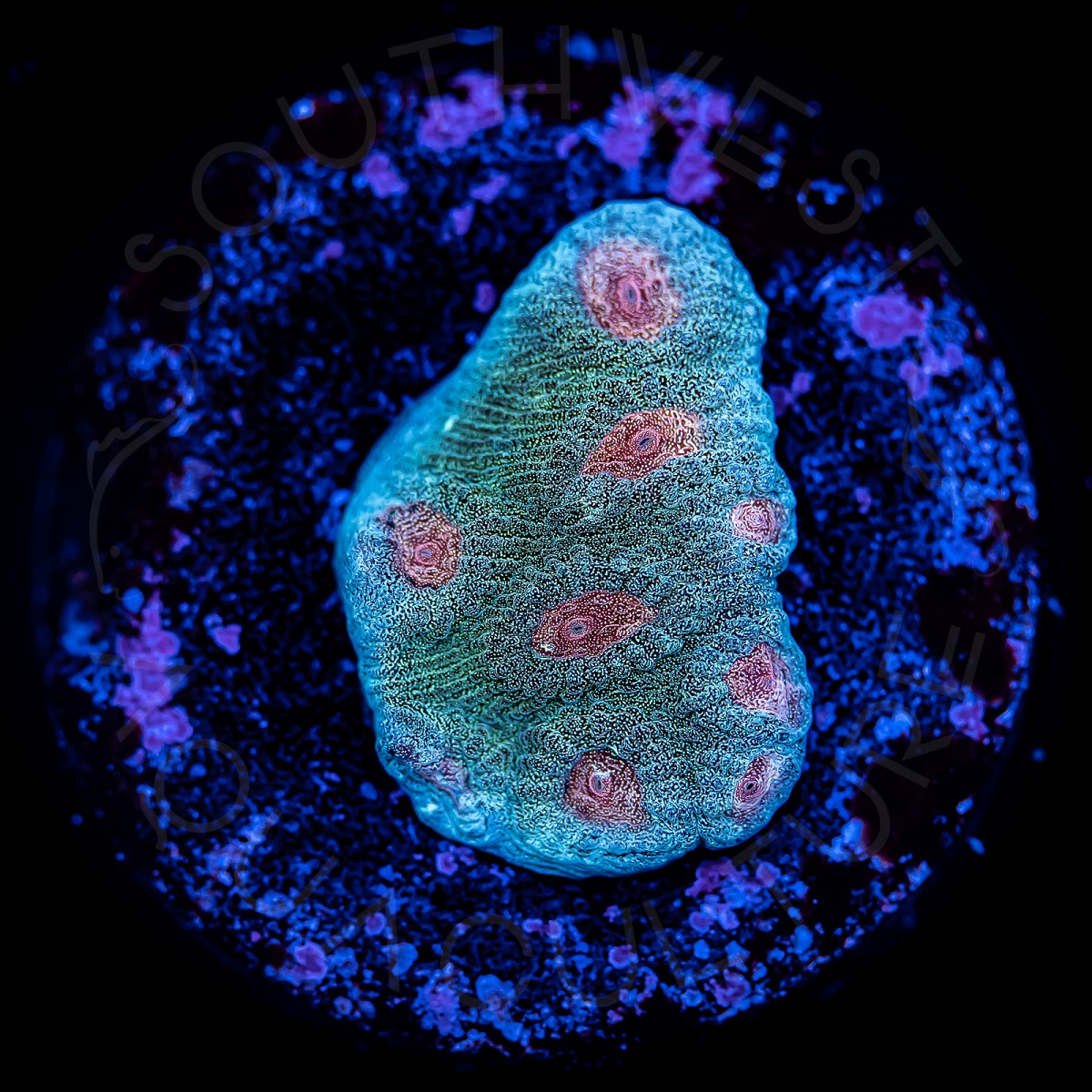 Speckled Chalice - WYSIWYG Speckled Chalice - WYSIWYG