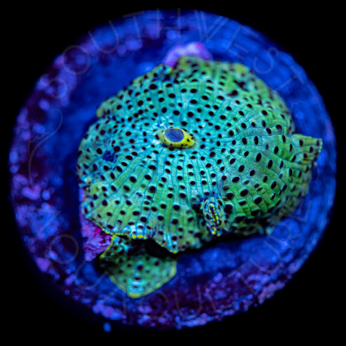 Spotted Discosoma - WYSIWYG Spotted Discosoma - WYSIWYG