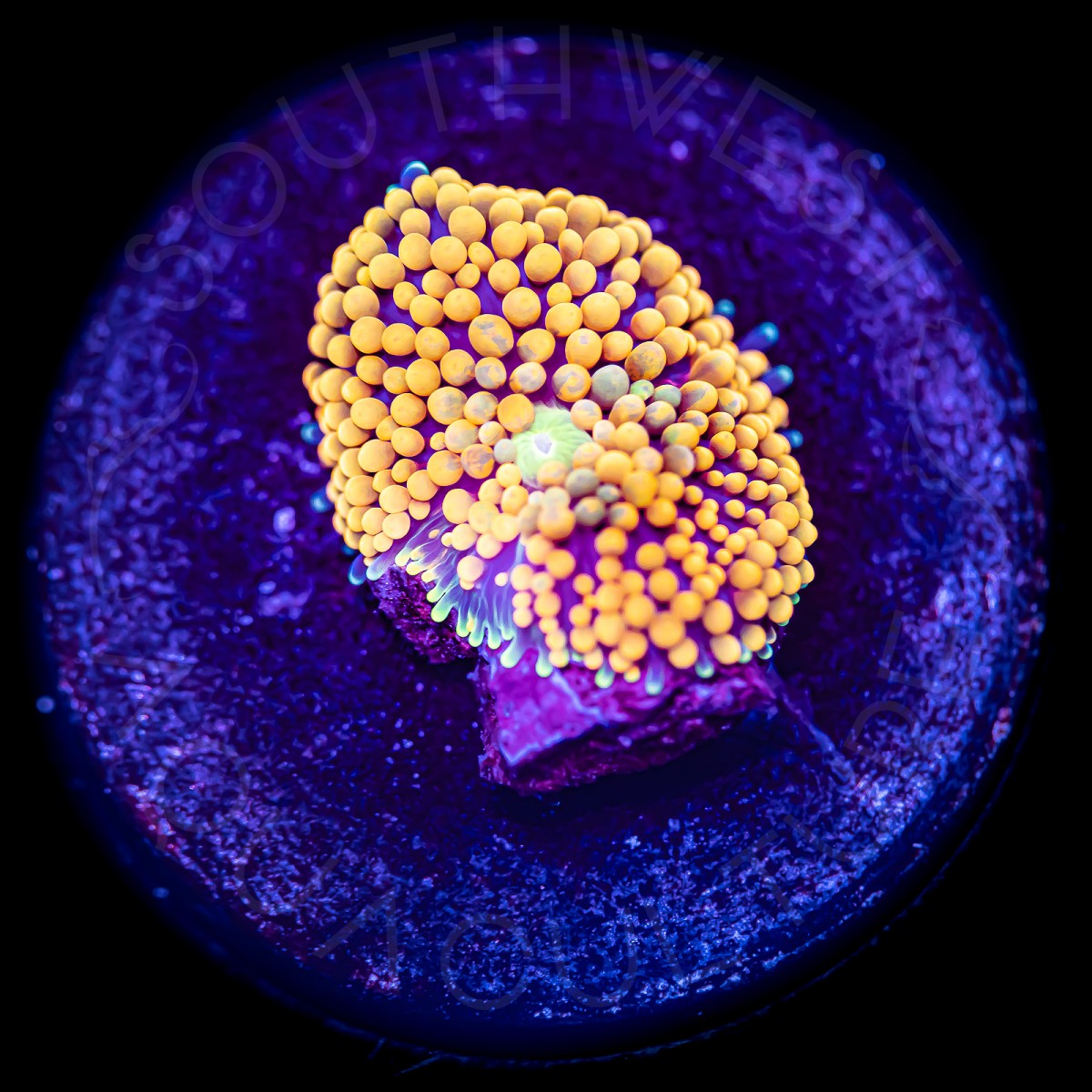 Ultra Ricordea Florida - WYSIWYG Ultra Ricordea Florida - WYSIWYG