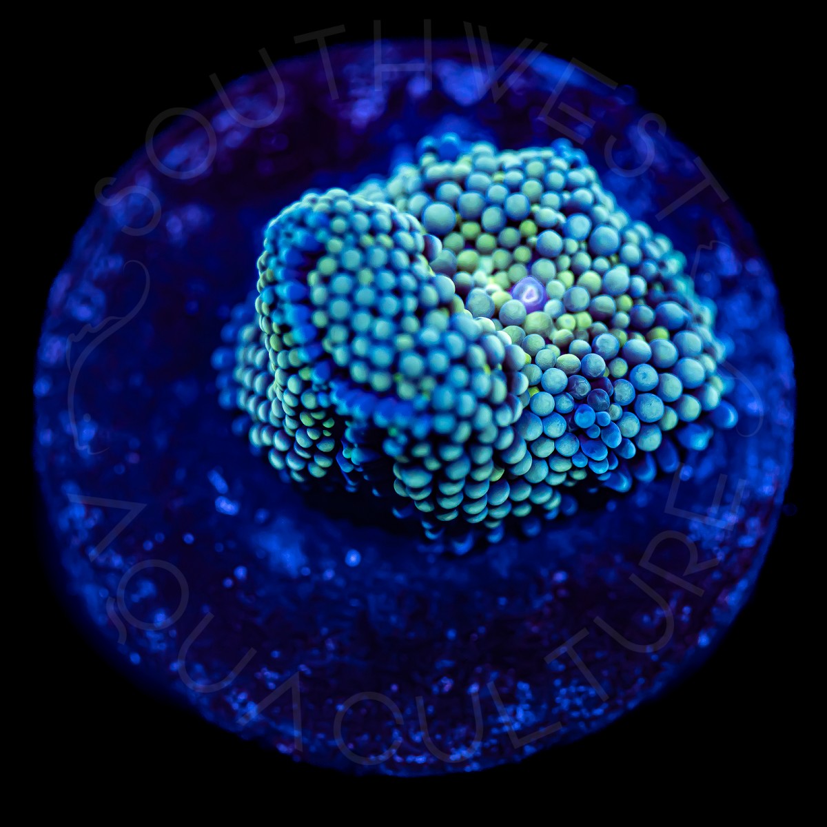 Ultra Ricordea Florida - WYSIWYG Ultra Ricordea Florida - WYSIWYG