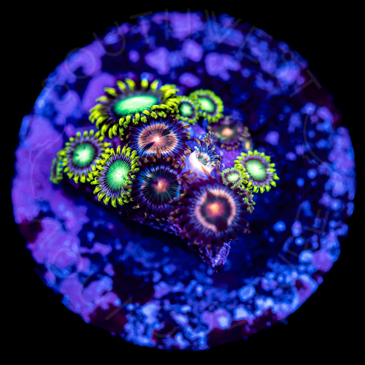 Combo Zoanthids - WYSIWYG Combo Zoanthids - WYSIWYG