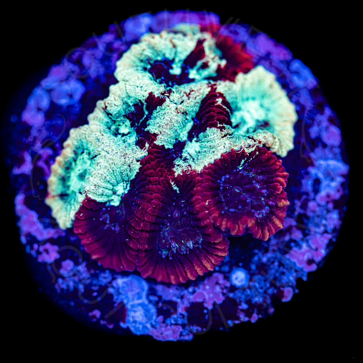 Tie Dye Favia - WYSIWYG Tie Dye Favia - WYSIWYG