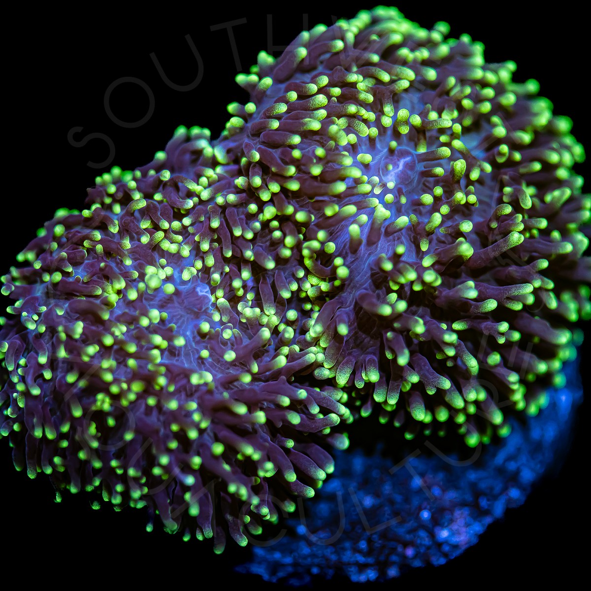 Neon Frilly Shrooms - WYSIWYG Neon Frilly Shrooms - WYSIWYG