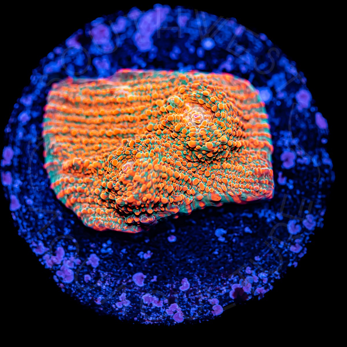 Magma Chalice - WYSIWYG Magma Chalice - WYSIWYG