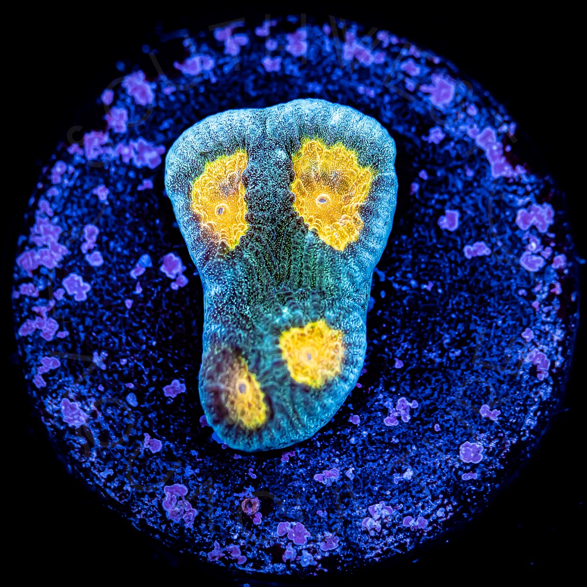 Yellow Eye Favia - WYSIWYG Yellow Eye Favia - WYSIWYG