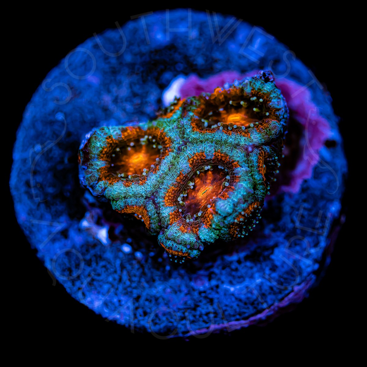 Solar Flare Micromussa - WYSIWYG Solar Flare Micromussa - WYSIWYG