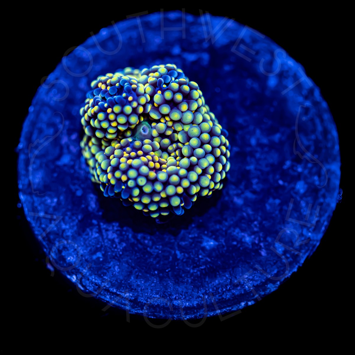 Ultra Ricordea Florida - WYSIWYG Ultra Ricordea Florida - WYSIWYG