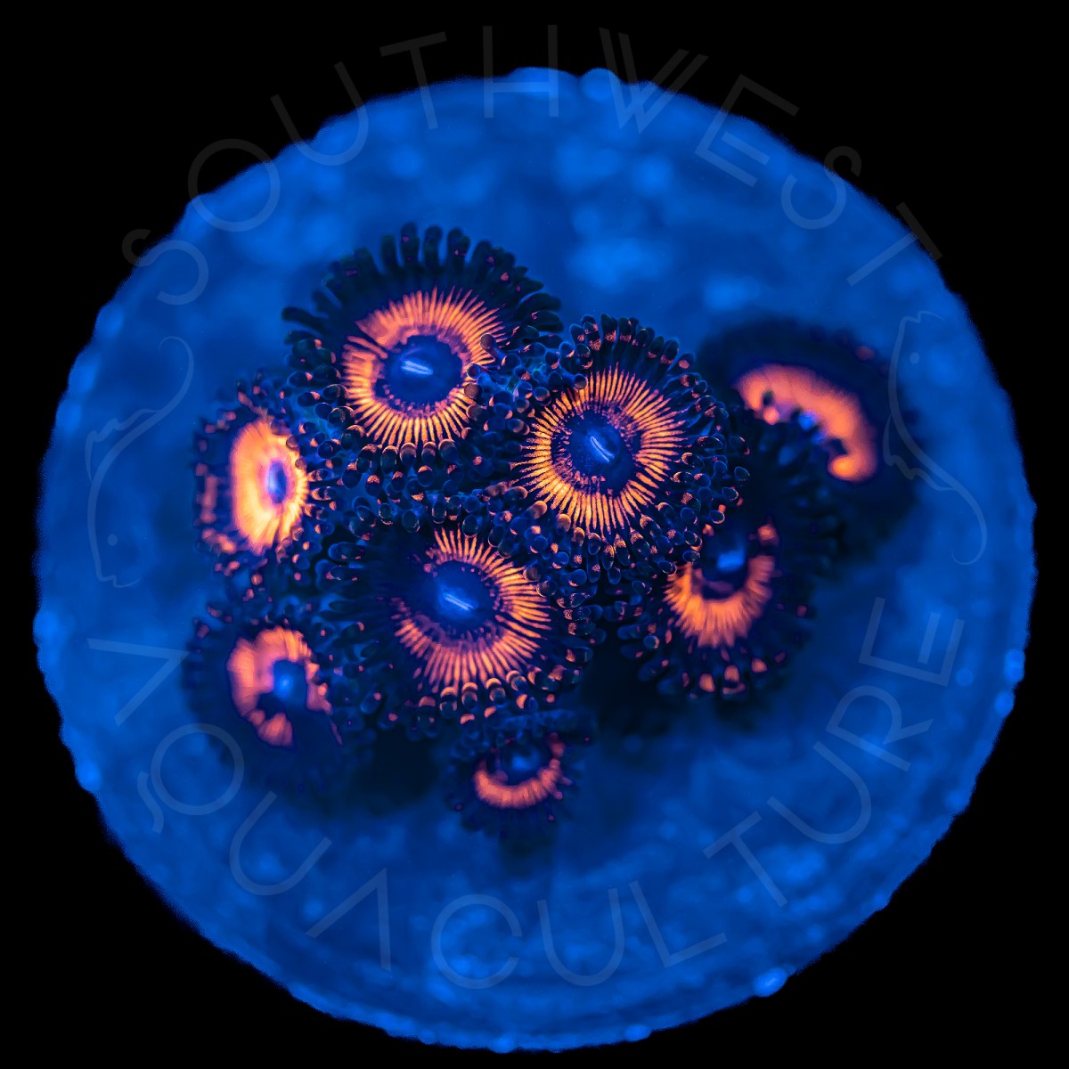 Orange Glow Palys - WYSIWYG Orange Glow Palys - WYSIWYG