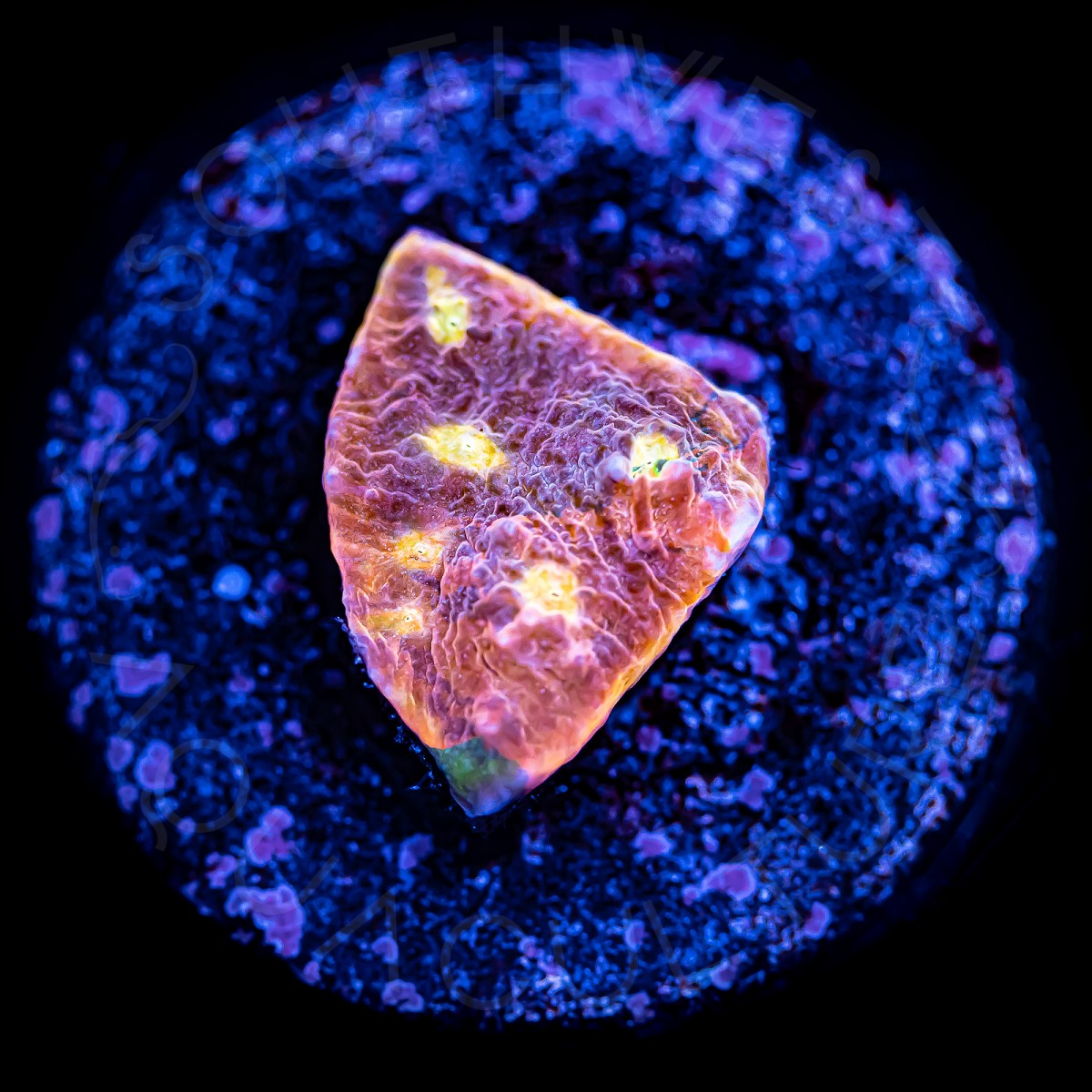 Tropic Sun Chalice - WYSIWYG Tropic Sun Chalice - WYSIWYG