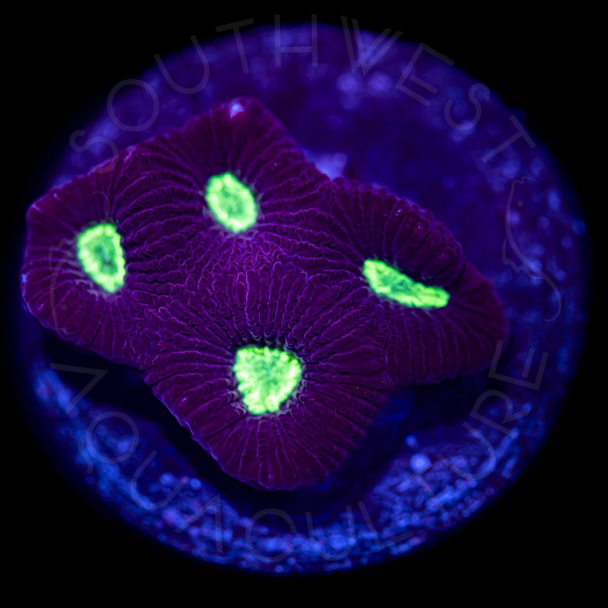 Alien Eye Favia - WYSIWYG Alien Eye Favia - WYSIWYG