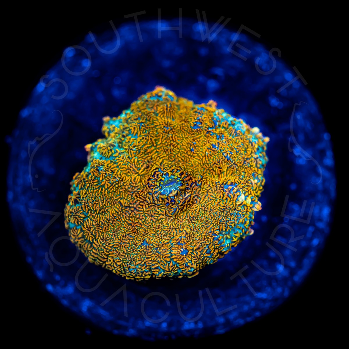 Ultra Bullseye Rhodactis - WYSIWYG Ultra Bullseye Rhodactis - WYSIWYG